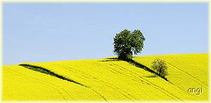 Rapsfeld mit Baum