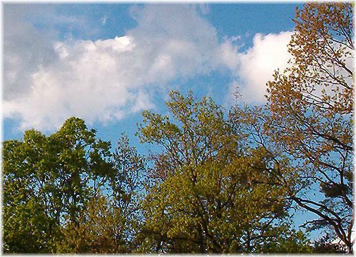 Himmelblau &uuml;ber den Wipfeln