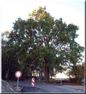 Sp&auml;tsommereiche