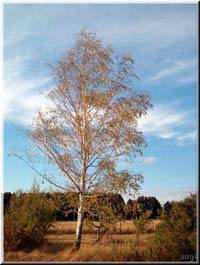 Sommerbirke in Jeserig