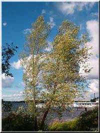 Uferbirke