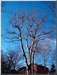 Winterbirke am Bahnhof Wannsee
