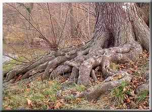 Wurzelwerk eines alten Baumes
