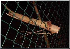 im Zaun eingewachsener Ast