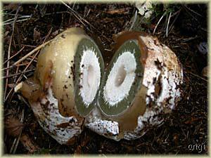 Hier konnte ich nicht anders, ist es das Hexenei der Stinkmorchel?