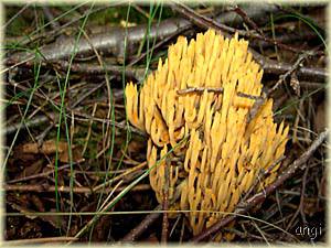 Koralle, e&szlig;bar? ich lie&szlig; sie stehen