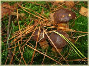 Marone, mein Lieblingspilz