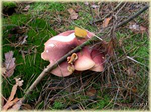 Ein prachtvoller Pilz mit leuchtend gelben Lamellen, blieb stehen.
