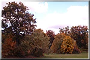 Blick in den roten Herbst
