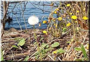 Pusteblume im Fr&uuml;hling