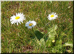 G&auml;nsebl&uuml;mchen