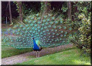 Balz des Pfau auf der Pfaueninsel