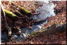 Murmelbach und Novembersonne