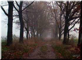 Nebel am Ende des Weges