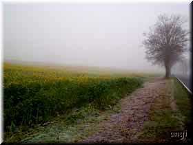 Rapsfeld im November