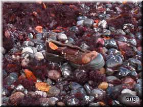 Strandgut am Ufer - ein Schuh