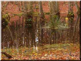 M&auml;rchenhafter Waldsee Hagen