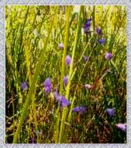 Himmelschl&uuml;sselchen