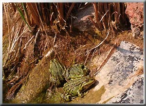 Froschteich