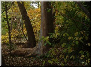Dem Fu&szlig; fehlt ein Schuh