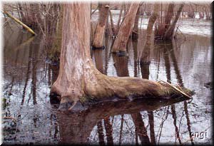Nun wird der Fu&szlig; na&szlig;