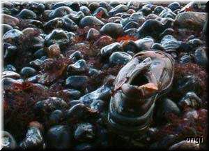 Strandgut - ein Schuh hat schwimmen gelernt