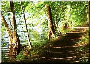 Wanderweg entlang des Stechlinsee