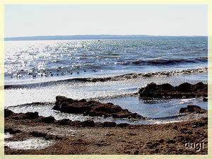 gestrandeter Seetang